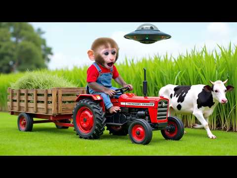 Monkey Nana drives a tractor : from UFO assault to harvesting grass for the herd - NANA MONKEY LIFE