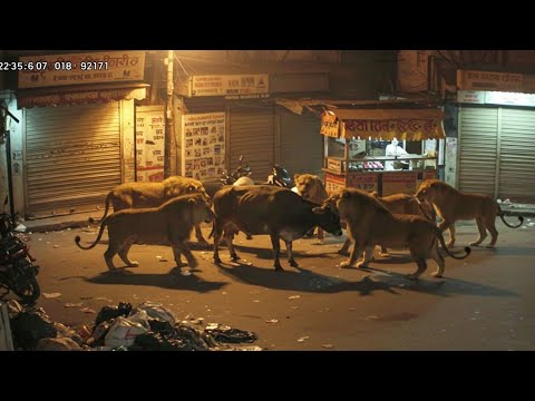 Lions Are Invading Cities to Feed on Cows in India