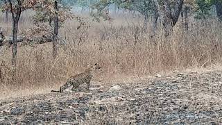 preview picture of video 'Panna Tiger Reserve'