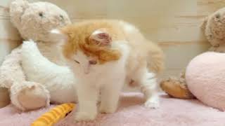 スコティッシュストレートの動画01