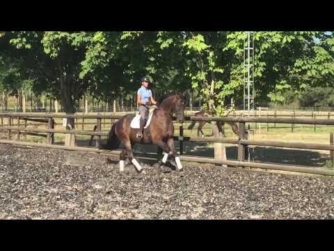 **FOR SALE** 11yo gelding - Lauries Crusador x Royal Diamond