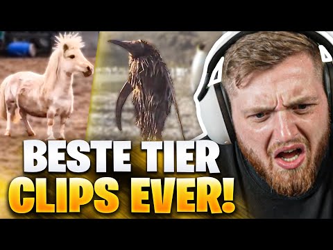 😂😍Die BESTEN TIER VIDEOS of ALL TIME - Video des JAHRES! | Trymacs Stream Highlights