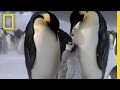 Penguin Parent Patrol National Geographic