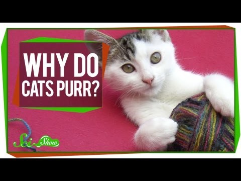 Why Do Cats Purr? - YouTube