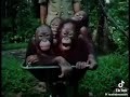 Really Wild Animals Spin Vhs 1995