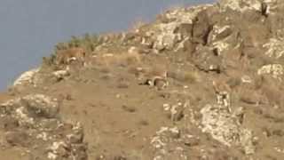 preview picture of video 'Dağ keçileri Erzurum Oltu'