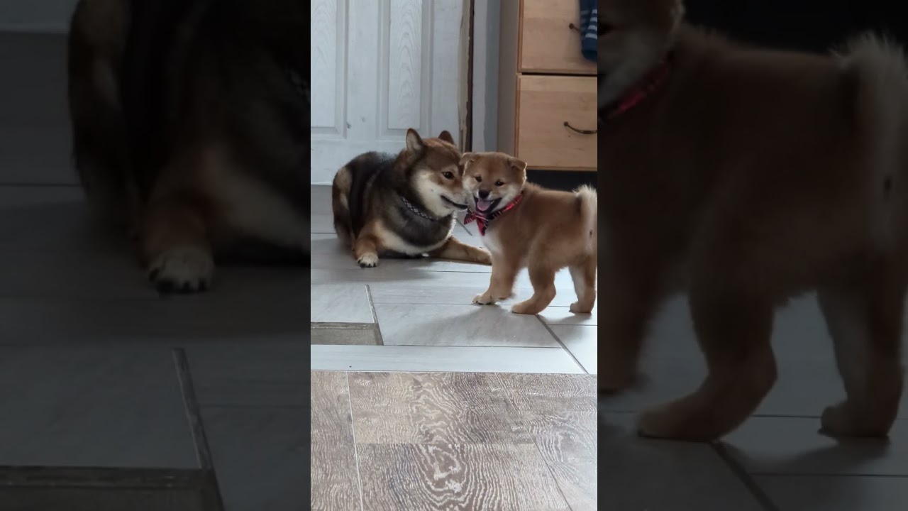 Shiba daddy bluff charging his son lol