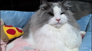 【りんと日記】保護猫ちゃんの家族になりました!!【vlog】