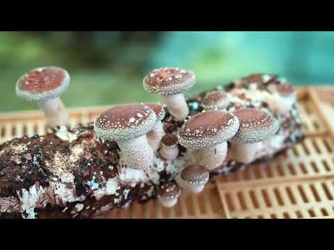 @Spora_MicoLab.Zicatela_Shiitake