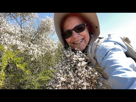 NETANYA נְתַנְיָה: As Flôres de Saron Anunciam A Primavera! Vem Ver meu Povo!