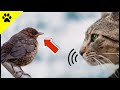 The REAL Reason Why Cats Chatter When They See A Bird