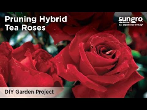 How to Prune Hybrid Tea Roses with an Expert Rosarian