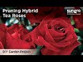 How to Prune Hybrid Tea Roses with an Expert Rosarian