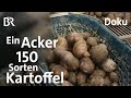 Kartoffeln: Ernte von 150 verschiedenen Sorten | Zwischen Spessart und Karwendel | Doku | BR