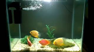 My Beautiful Parrot Fish Aquarium | Golden Severam Fish | Baby Jewel Fish |Parrot Fish Tank Mates