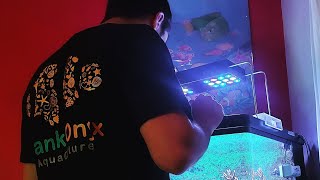 EVERYTHING you need to maintain a solid reef tank!!! | Plankt.Onyx