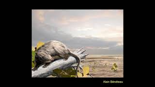 Teeth and Mammalian Evolution