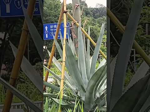 園芸 ウェーバーのリュウゼツラン