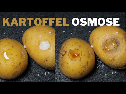 Osmose-Experiment mit Kartoffel