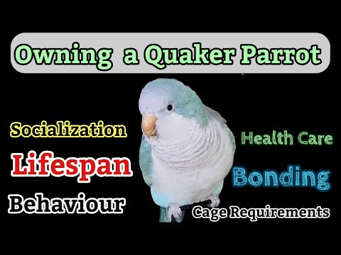 THE ULTIMATE QUAKER PARROT HANDBOOK: A Complete, Step-by-Step Guide to Raising, Training, Feeding, Understanding, and Building a Lifelong Bond with ... Talkative, and Loving Quaker Parrot Companion video review thumbnail