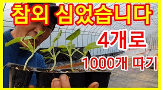 참외 4개심어 1000개따기 참외농사 참외심는시기 참외정식 주만농장 텃밭 귀농귀촌