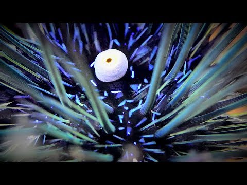 OWU 2016 Silver Video Winner – “Bali Close Up” by Evan Sherman