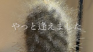 ご縁がありやっとのことで仲間入りした株と珍しい株紹介 あの属の種が3種に増えました2024 動画202