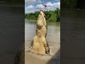 Original Jumping Crocodiles