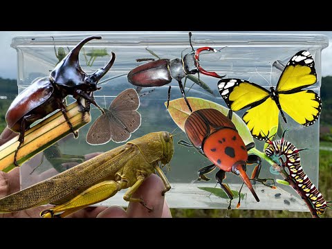 most beautiful insect in the world