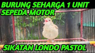 Download lagu MASTERAN SIKATAN LONDO | PASTOL | BURUNG SULTAN ! mp3