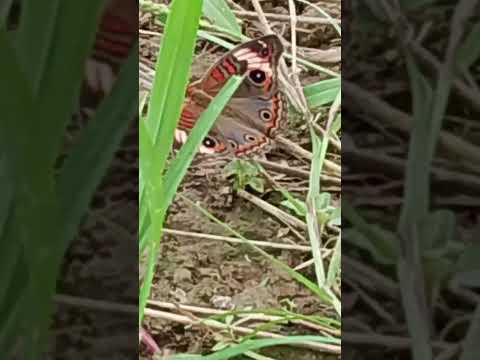 sustribanse a mi canal es gratis los invito desde el municipio de chigorodo Antioquia