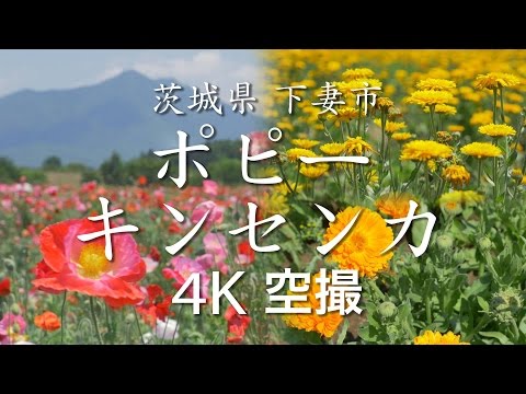 【絶景茨城】ポピー／キンセンカ［4K］茨城県下妻市｜VISIT IBARAKI, JAPAN
