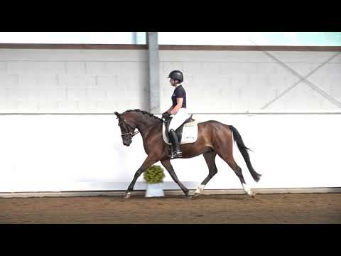 4j. dunkelbrauner Wallach v. Wengelos Nelson – Heidbergs Nancho Nova