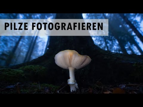 Pilze fotografieren und Totholz
