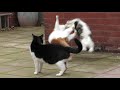 Craziest Cat Fight Compilation Video
