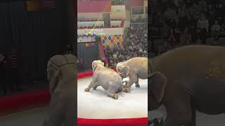 Elephant attack at the circus #animals #elephant #animalshorts #shorts
