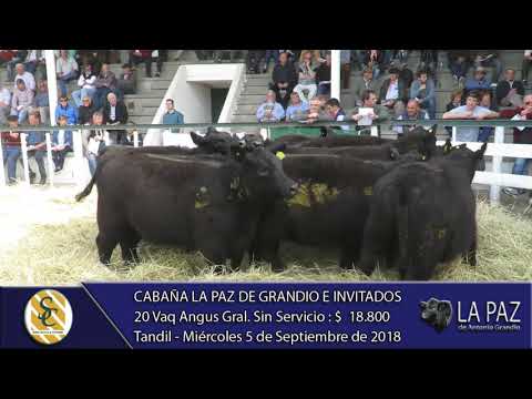 06-09-18 Venta de Vientres Angus Grales. - Cabaña La Paz de Grandio - Tandil