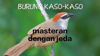 Download lagu BURUNG KASO KASO masteran dengan jeda / TEPUS GELAGAH mp3