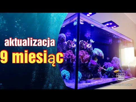 #25 akwarium morskie 9 miesięcy📋, wysokie kh #akwarium #morskie #akwarystyka
