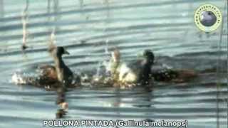 preview picture of video 'POLLONA PINTADA Gallinula melanops'