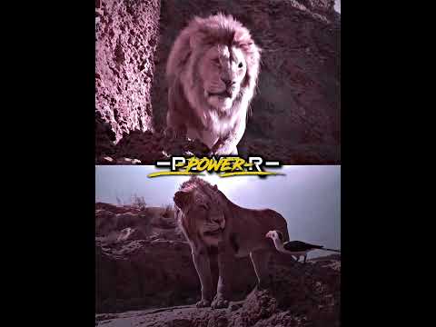 Scar vs Mufasa | battle #shorts #lionking #disney