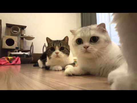 Scottishfold cats are looking at a toy seriously | Cheetah and Cougar