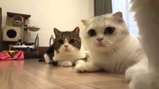 Scottishfold cats are looking at a toy seriously | Cheetah and Cougar