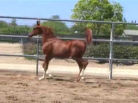 Nadir Al Farid x Fiamma CF Arabian Colt