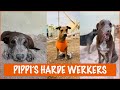 Tijd voor een grote verbouwing | DierenpraatTV