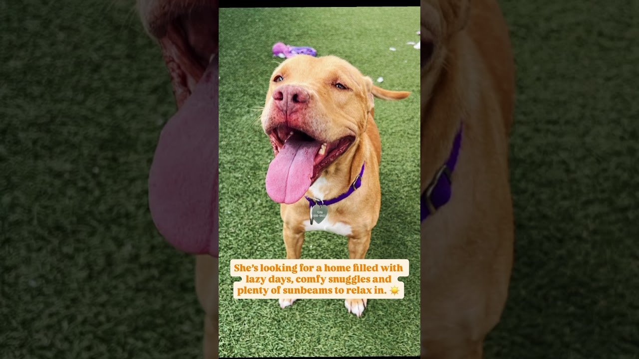 Enlarge Miss Rachel, a Adoptable Pit Bull Terrier in Los Angeles, CA video 6/6