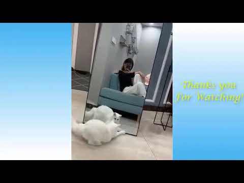 Funny animals Amazing acts.