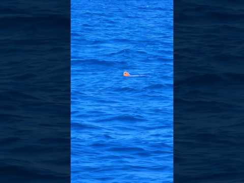 SEA🌊TURTLE🐢SiGHTiNG
