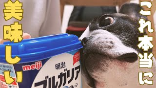 フレブルに初めてヨーグルト食べさせてみたら大興奮だった！