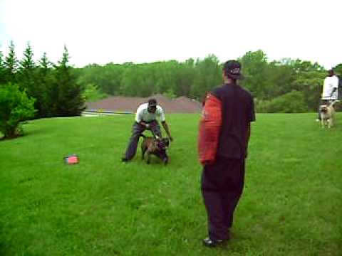 Wahid (Al Islah) and Gerel's Macho of Tightline Kennels